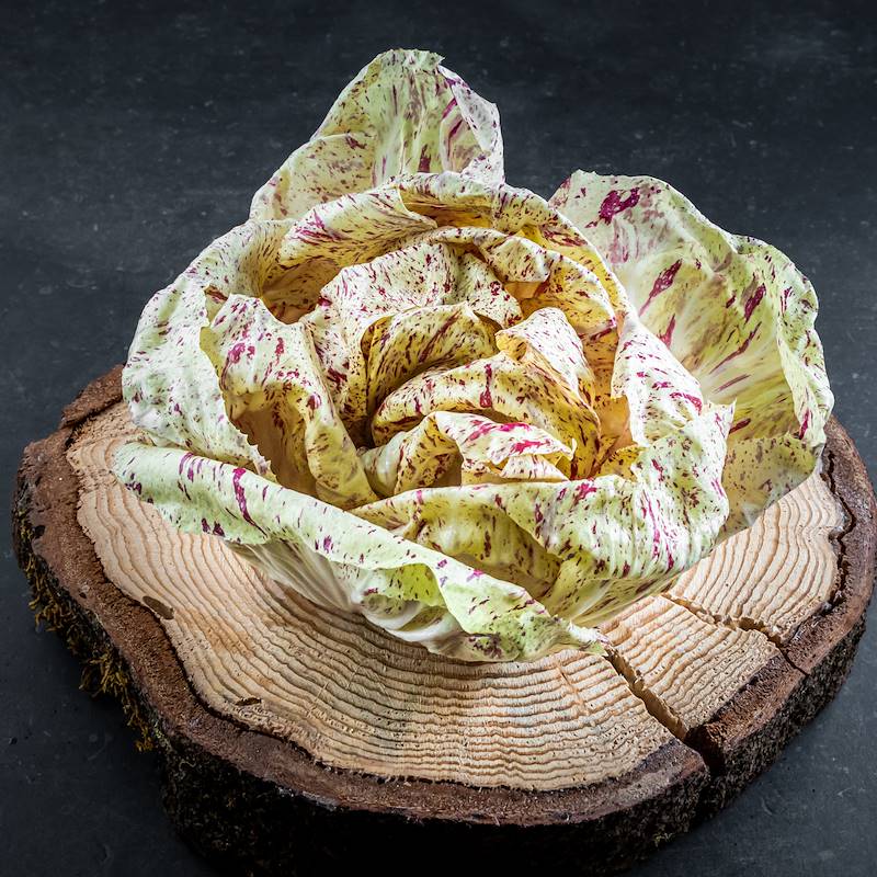 Radicchio Variegato, Verdura, Shop Online