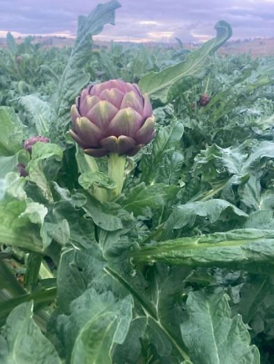 Carciofo Romanesco o Mammola fioriti