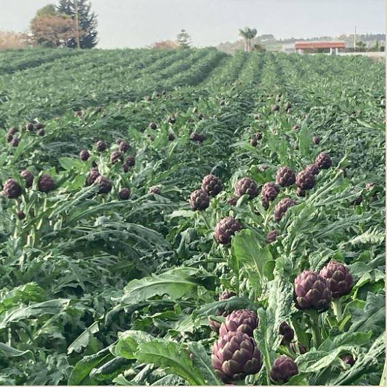 IL CARCIOFO ROMANESCO